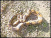 Jungle Boa Male