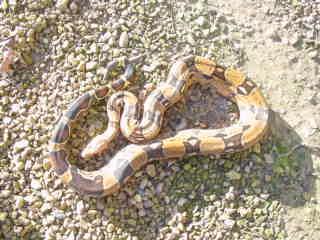 Jungle Boa Male