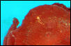 Saltwater - Austin Aquariums