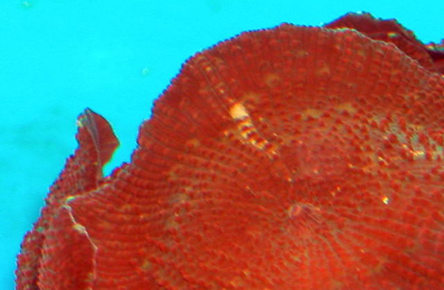Saltwater - Austin Aquariums