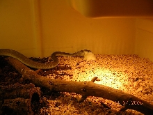 black mamba eating a rat