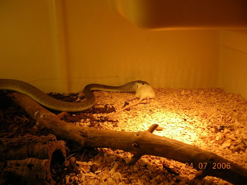black mamba eating a rat