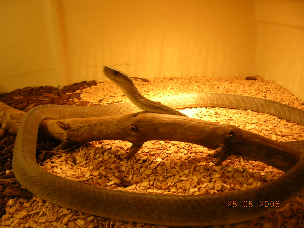 my black mamba