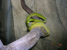 east green mambas, female BC in 10/2005