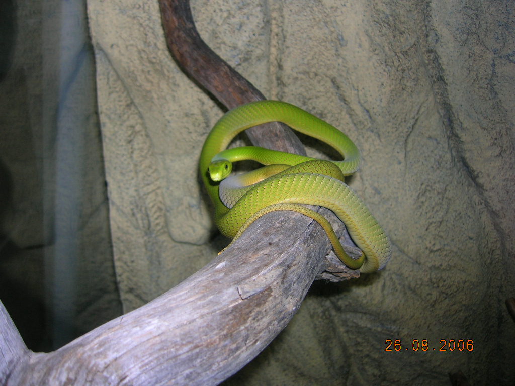 east green mambas, female BC in 10/2005
