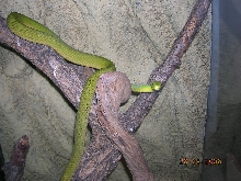 east green mamba BC male born  10/2005