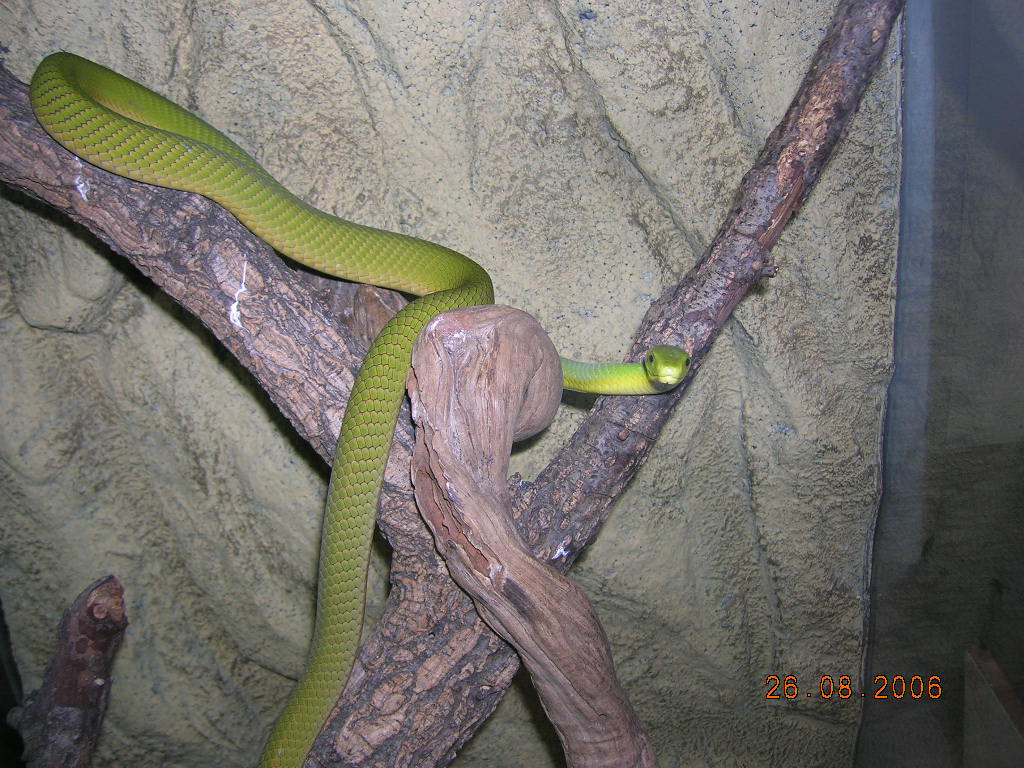 east green mamba BC male born  10/2005