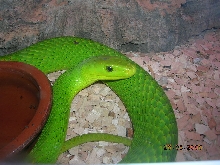 my east green mamba, male