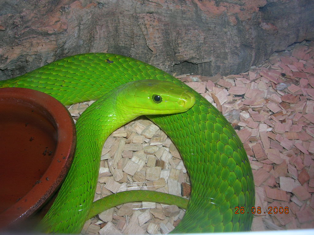 my east green mamba, male