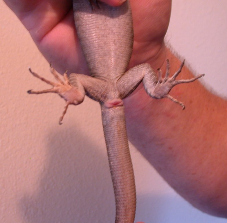 V.tristis 3