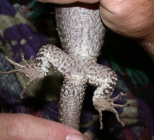 V.tristis 4