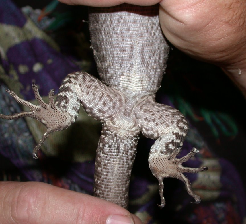 V.tristis 4