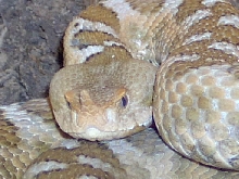 AmmF