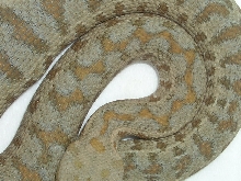 PATT