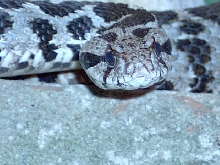 Head