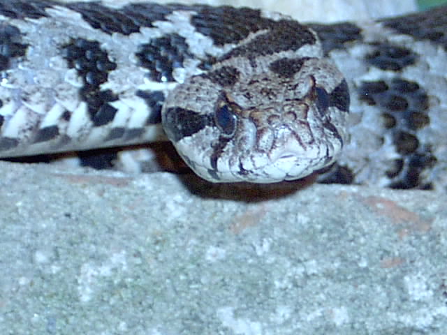 Head