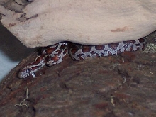 My Male Corn Snake