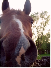 Bailey's Nose