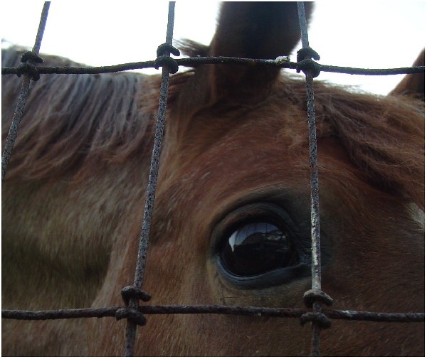 Bailey's eye