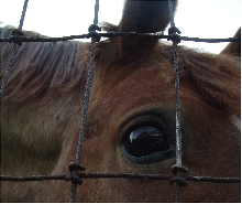 Bailey's eye