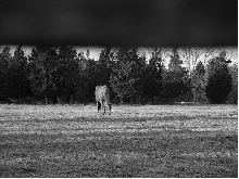 Brood Mare
