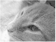 Jack the Cat