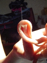 Baby 3