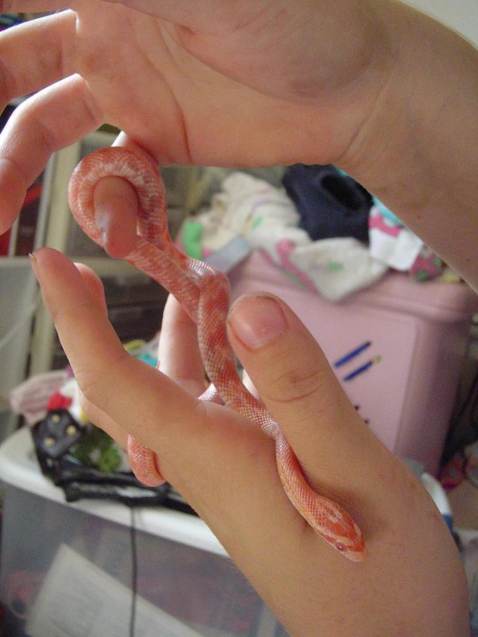 Baby 5