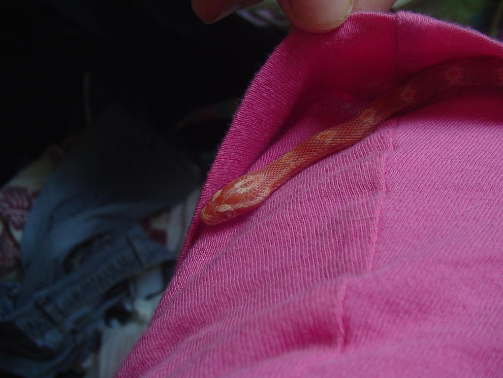 Cordelia in my shirt