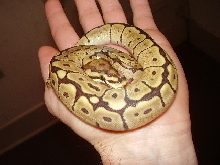 mojo spider in hand