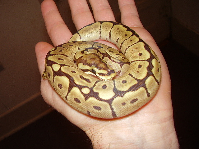 mojo spider in hand