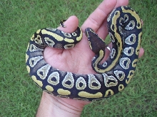 holdback mojo2