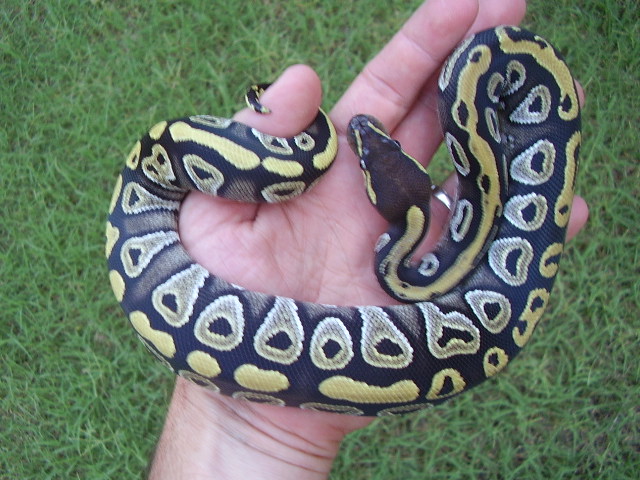 holdback mojo2