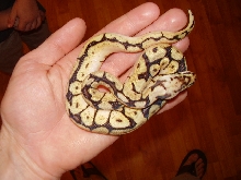 bumblebee in hand