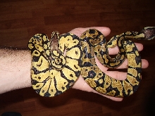 pastel differences