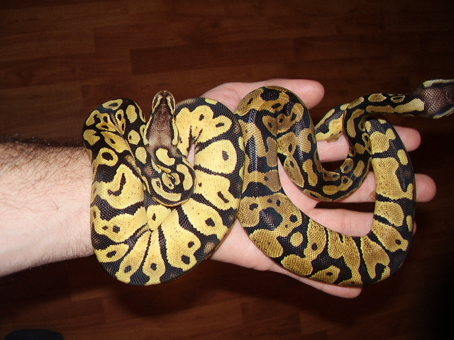 pastel differences