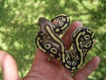 pastave male  1