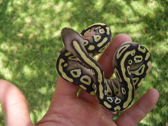 pastave male  1