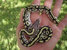 pastave male1