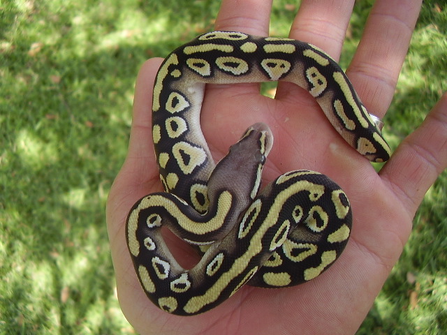 pastave male1