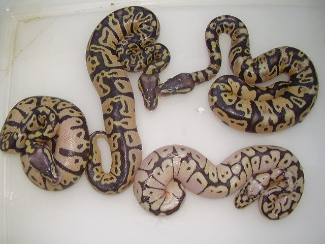 clutch 3 2011