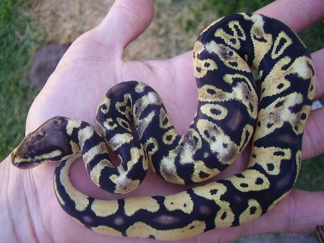 shatter after shed 2