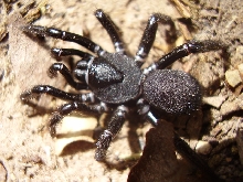 spider