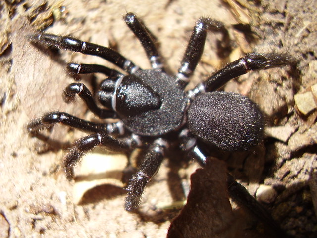 spider