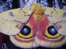 moth
