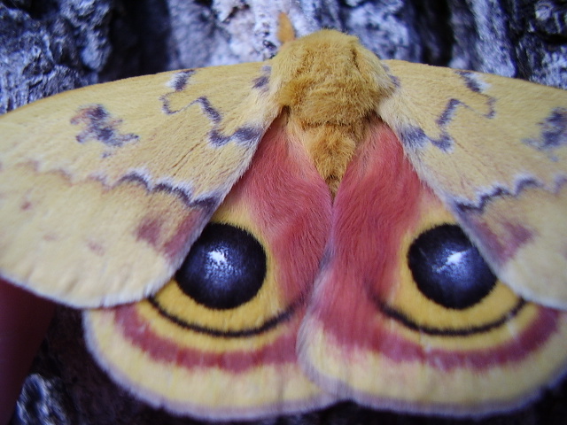 moth