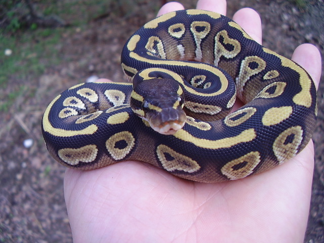 male mojave