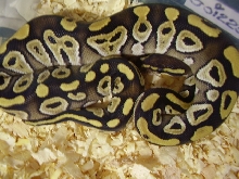 female mojave