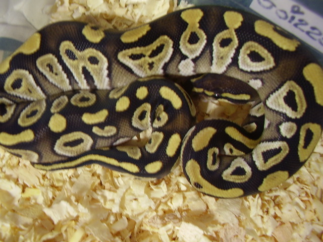 female mojave