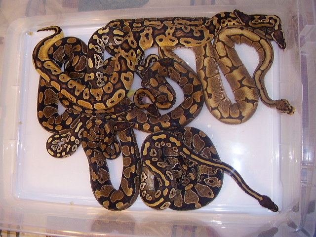group